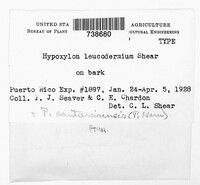 Hypoxylon leucodermium image